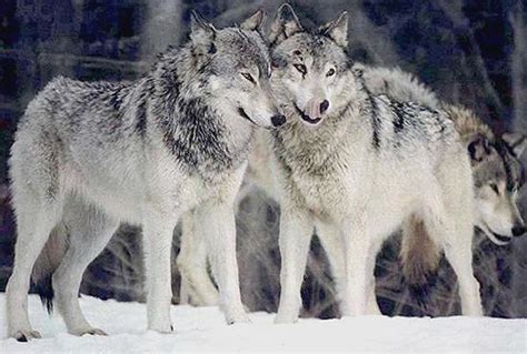 Wolf Breeds And Subspecies
