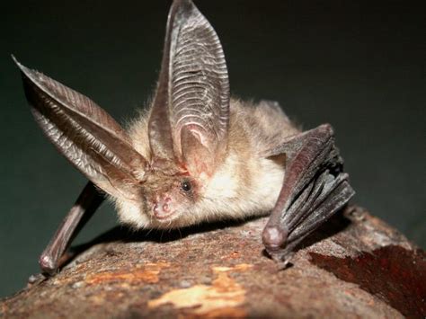 Northern Long Eared Bat Bats And Cats Minus The Cats