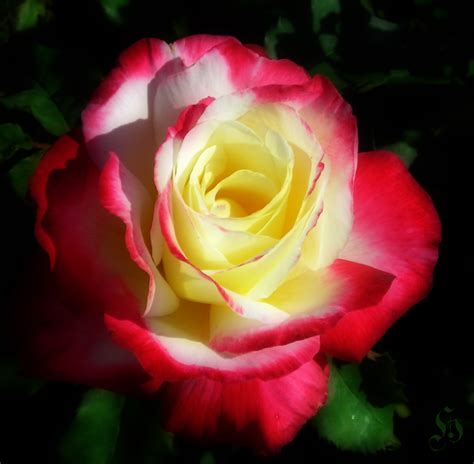 BANCO DE IMÁGENES GRATIS: 25 fotos de flores rosas de colores