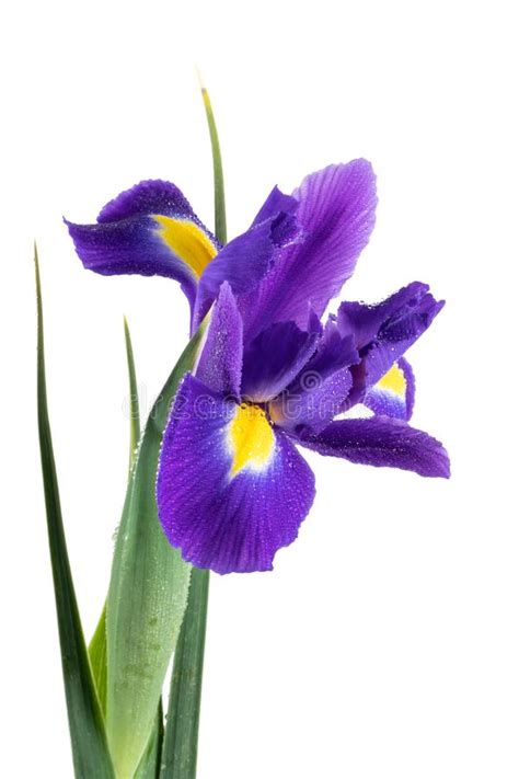 Beautiful Dark Purple Iris Flower Stock Image Image Of