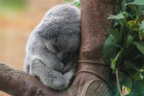 Koala Bear Sleeping Free Stock Photos Rgbstock Free Stock Images