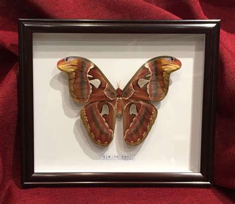 Taxidermy Fine Large Atlas Moth Attacus Atlas 335 X Catawiki