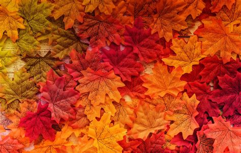 32 Wallpaper Autumn Leaves Background Venera Wallpaper