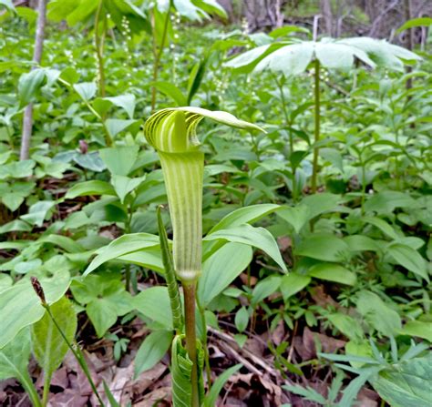 Jack In The Pulpit Jack In The Pulpit Woodland Cottage Wild Flowers