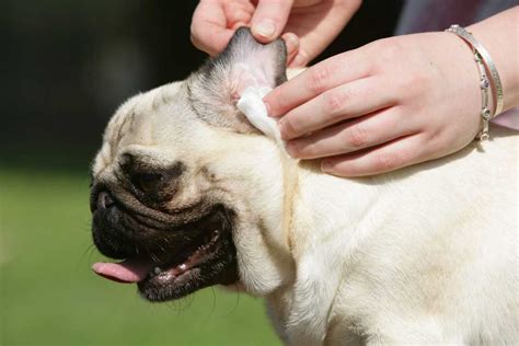 Ear Discharge In Dogs