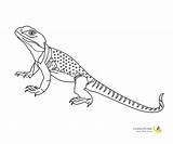 Lizard Coloring sketch template