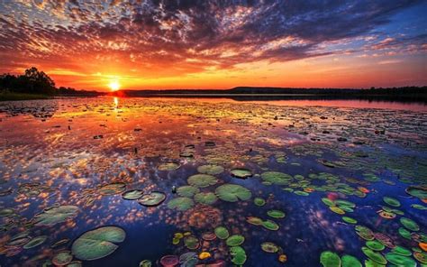 Hd Wallpaper Thailand Lotus Lake Tambon Chiang Haeo Red Sunset Sky
