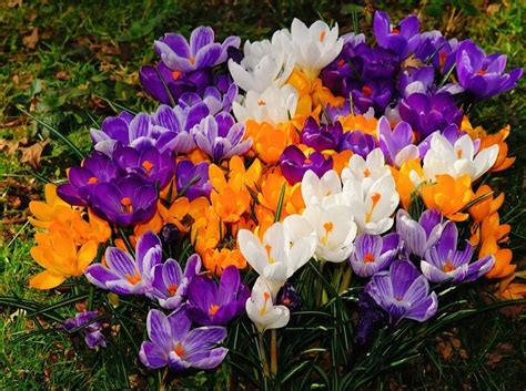 Crocus Provide Us With The First Spring Color Plant Them In Large
