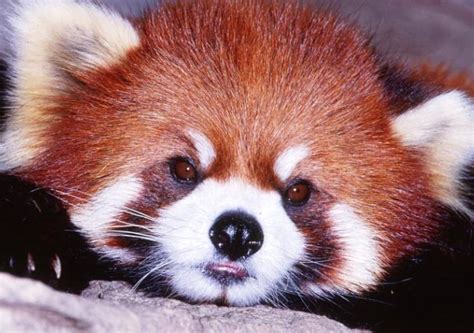 Cute Red Panda Raww