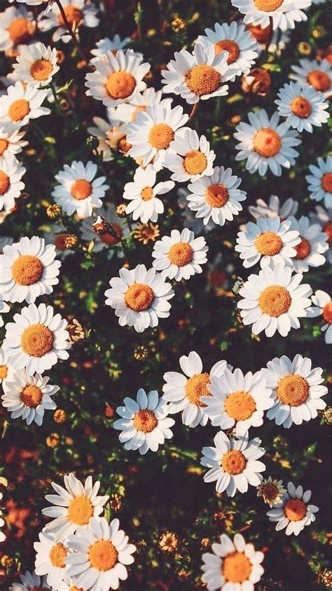 Aesthetic Vintage Flower Wallpaper Images