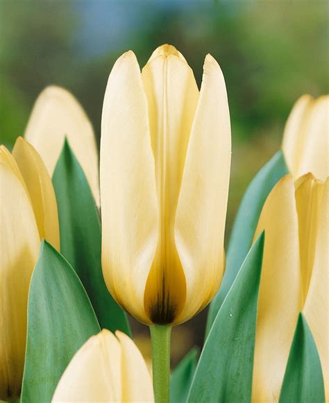 Tulipa ´concerto´ Tulipán Bal 5 Ks 12