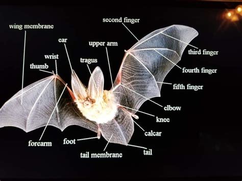 Batty For Bats Science Talk Success Tryon Creek Watershed Council