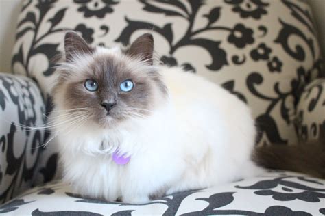 Birman Kitten Cat Blue Point 10 Months Old Birman Kittens