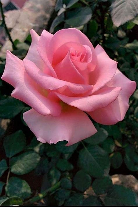 Courtyardfunction:beautifyingsize:smallapplicable constellation:cancervariety:polyantha roseclimate:temperatestyle:perennialproduct type:bonsaivariety:rose seeds. hybrid tea roses for sale #Hybridtearoses | Rose flower ...