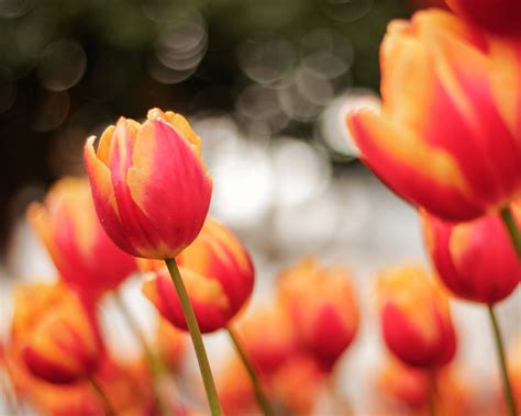 Arti Bunga Tulip Filosofi And Makna Dari Setiap Warna Three Bouquets