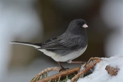 Backyard Birds Of Michigan The 18 Most Common Species 2022 Guide