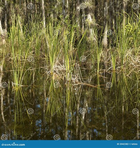 Wetland In Florida Everglades Stock Photo Image Of Marshland Square
