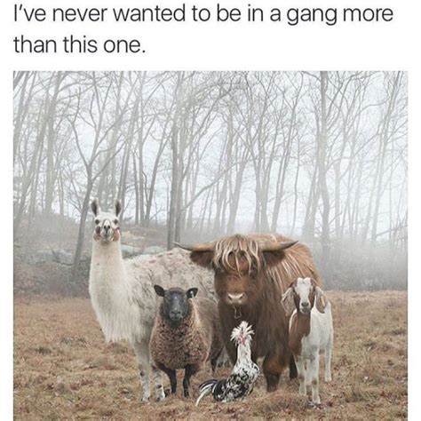 I Ve Never Wanted To Be In A Gang More Than This One Memes