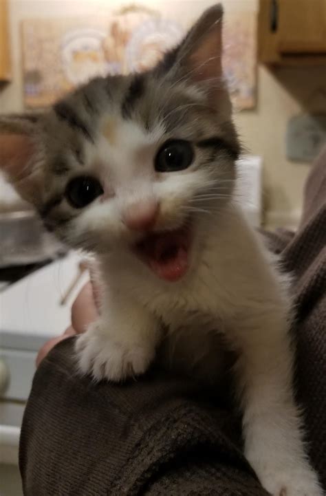 The most photogenic kitten in the world - Harriet! : r/aww
