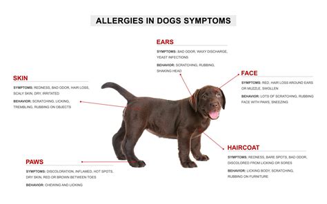 Treating Fall Allergies In Dogs Allivet Pet Care Blog