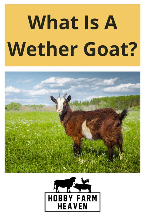 What Is A Wether Goat · Hobby Farm Heaven