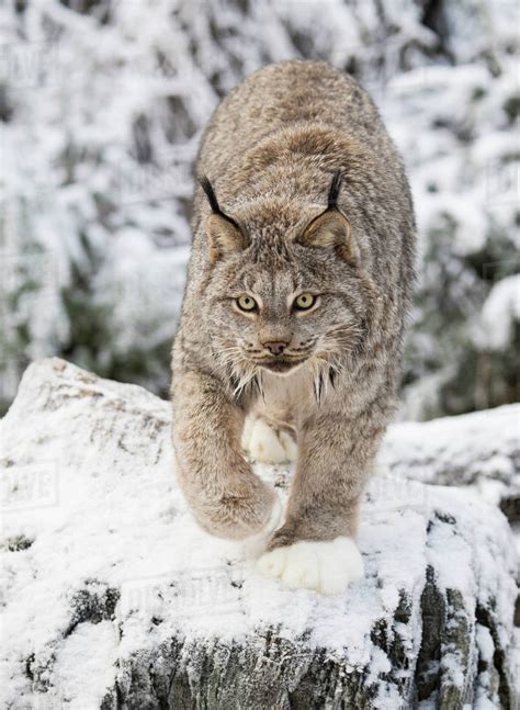 Lynx are covered with beautiful thick fur that keeps them warm during frigid winters. Lynx (Lynx canadensis) walking on snow, Haines, Alaska ...