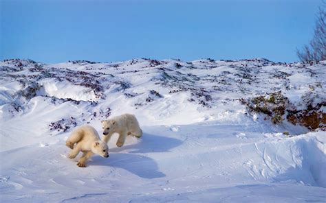 Winter Nature Snow Polar Bears Animals Playing Wallpapers Hd