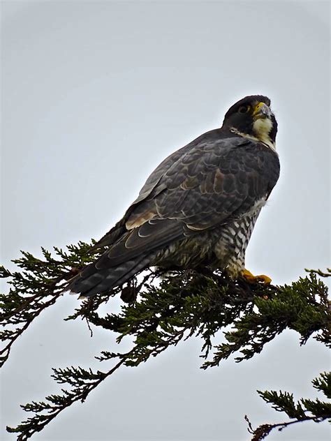 A Peregrine Falcon Is A Great Sighting Mendonoma Sightings