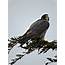 A Peregrine Falcon Is Great Sighting – Mendonoma Sightings
