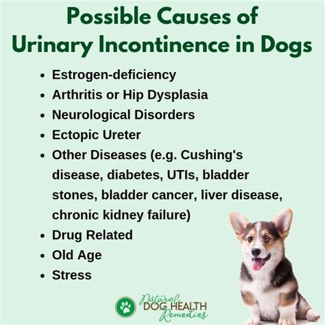 Dog Urinary Incontinence Causes And Treatment