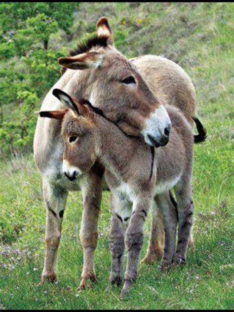 Cute Animal Pictures Cute Donkey Cute Animals
