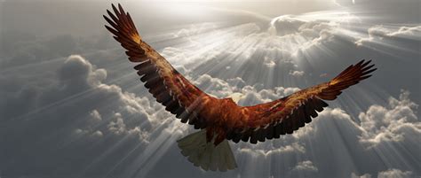 Eagle In Flight Above The Clouds Stock Photo Download Image Now Istock