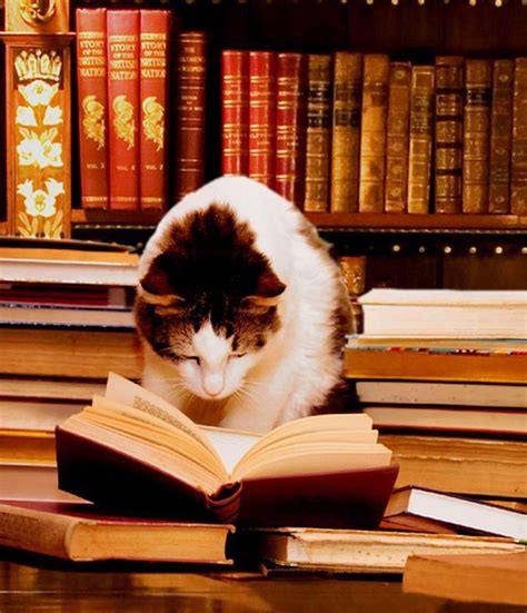 17 Best Images About Library Cats On Pinterest Good