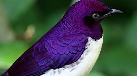 Top Most Beautiful Exotic Birds Beautiful Birds Pretty Birds Youtube