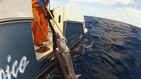 Group Of Fishermen Pulling A Massive Gaffed Swordfish On To A Sports