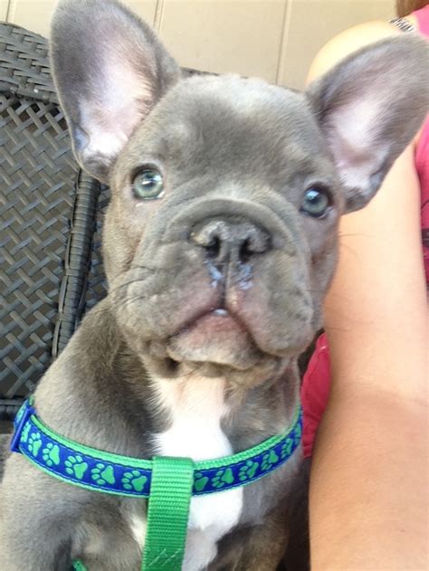 Shrinkabulls style english bulldog gender: 1000+ images about Blue french bulldogs on Pinterest ...