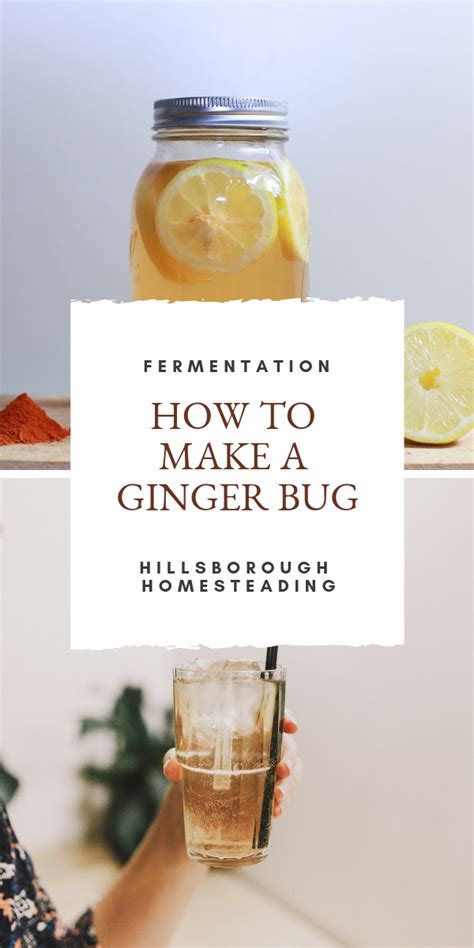 How To Make A Ginger Bug For Naturally Fermented Soda Recipe