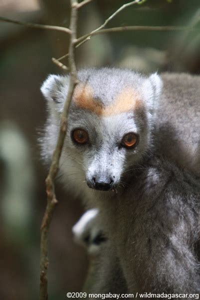 Picture Female Crowned Lemur Eulemur Coronatus