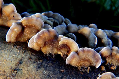Free Images Nature Invertebrate Close Up Fungus Fungi