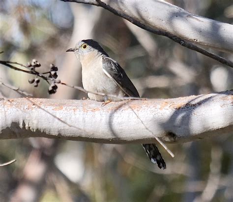 ebird canada checklist 22 nov 2022 barren grounds nature reserve 24 species