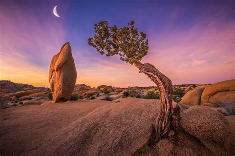 Joshua Tree National Park Hd Nature 4k Wallpapers Images