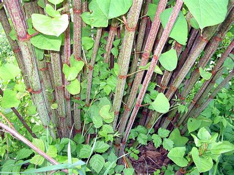 Japanese knotweed is a highly invasive species that aggressively colonises any ground where it's allowed to flourish. Japanese Knotweed - Survival Stronghold