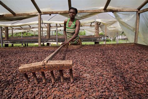 Sweet Success Revitalizing Cocoa Production And Export In São Tome And