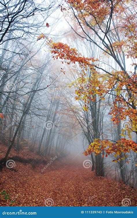 Misty Fall Path Stock Image Image Of Branches Fall 111339743