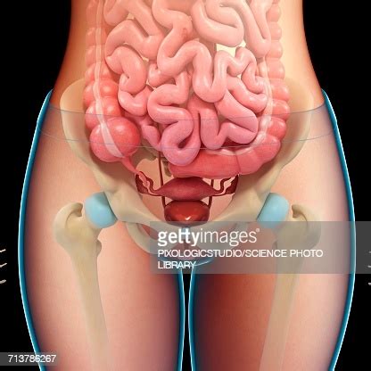 Human anatomy of female chest and abdomen stock photo. Female Pelvic Organs And Bones Illustration High-Res Vector Graphic - Getty Images