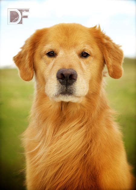 Frequently asked questions people have about moving a pet. On Location Portraits - Pets & People | Pet people, Golden ...