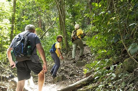 Footsteps Rainforest Hiking Tours St Johns 2022 All You Need To Know Before You Go With