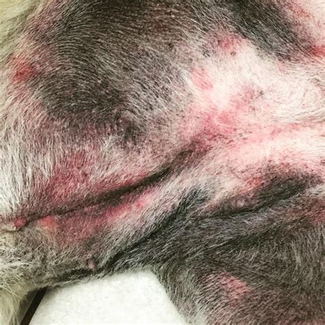 Rash On Dogs Belly After Grooming Bigger Picture Account Portrait
