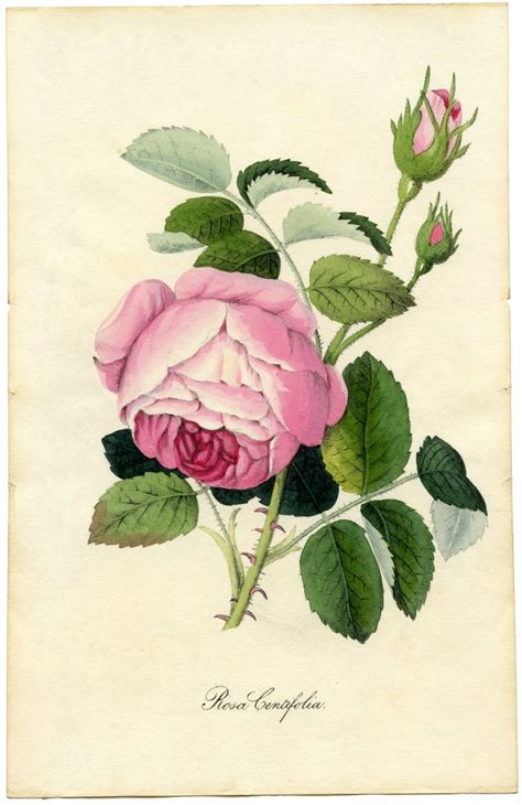 Vintage Printable Botanical Rose Superb The Graphics