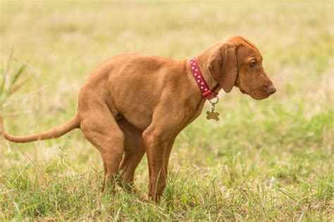 How To Treat Your Dogs Constipation At Home Keepingdog